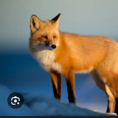 Profile image of 여우