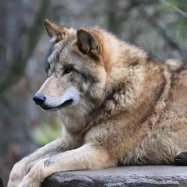 Profile image of 늑대