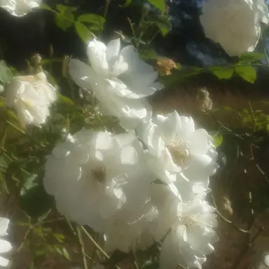 Profile image of 片倉兄