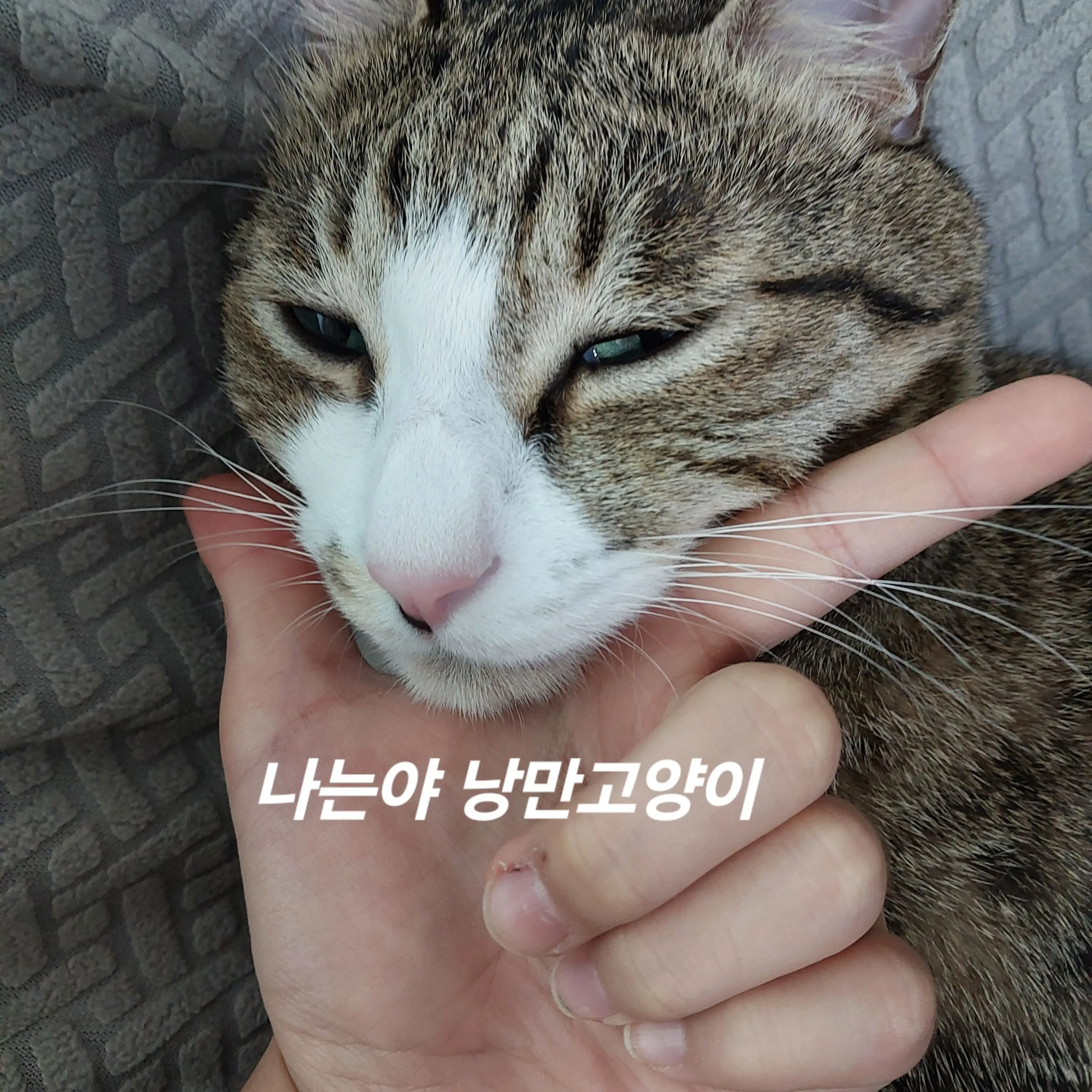 Newnew1004의 대저택 냥줍