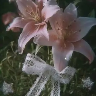 Profile image of 一ノ瀬花
