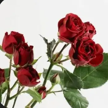 Profile image of 감제이