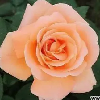 Profile image of 하루토