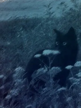 ArdentSun4537의 あの街