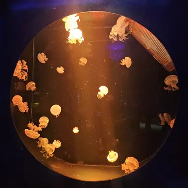 Profile image of 평학