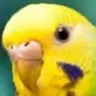 Profile image of ぴーちゃん