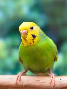 BoneSeed6551의 お喋りぴーちゃん