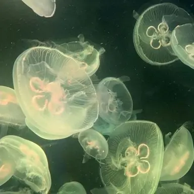 Profile image of 티푸