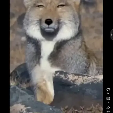 Profile image of 여우