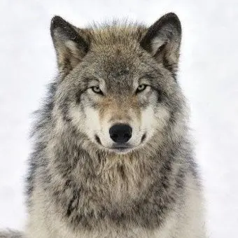 Profile image of Wolf
