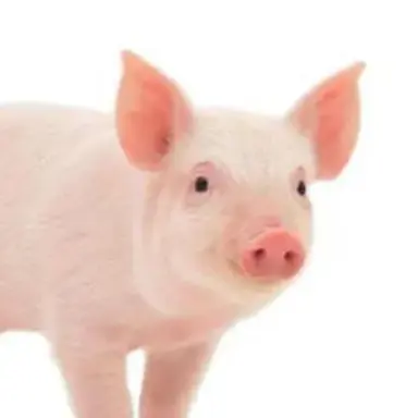 Profile image of 여우
