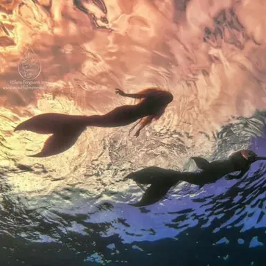 Profile image of 人魚