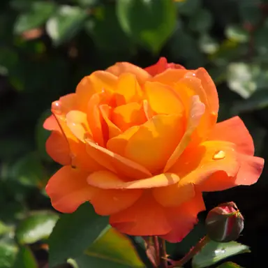 Profile image of 隈取