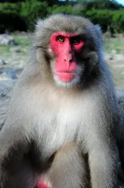 Profile image of 猿