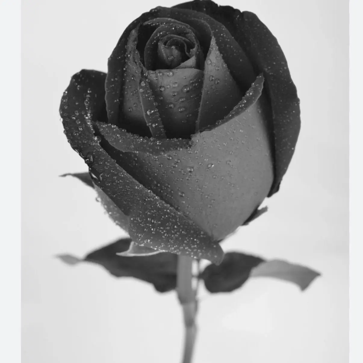 StingyMacaw1801의 般若さん