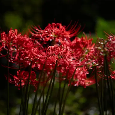 Profile image of 椿