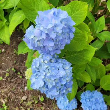 Profile image of 서리