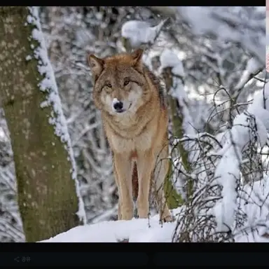 Profile image of 늑대