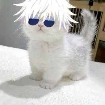 Teriyaki_2011의 고죠 냥이