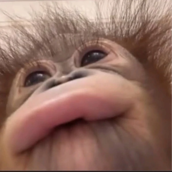 백현