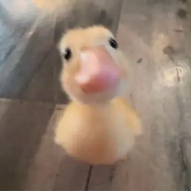 Profile image of 모양몬