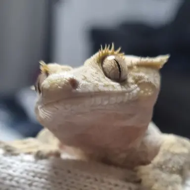 Profile image of 혜윤