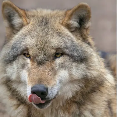 Profile image of 늑대