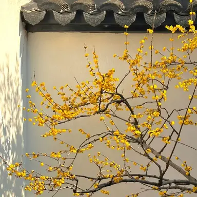 Profile image of 쪼만