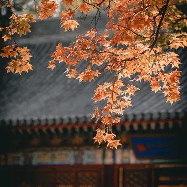 Profile image of 코마