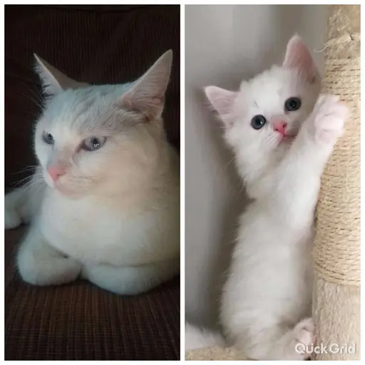 Stars382의 고양이 마루,크림이