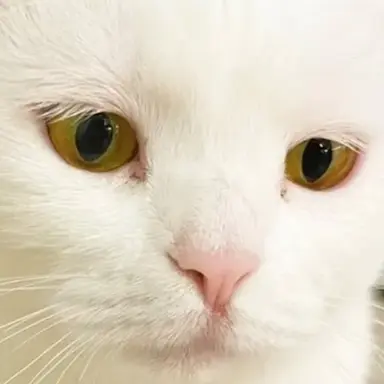 Profile image of 멜로