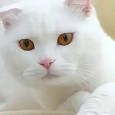 Profile image of 두부