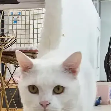 Profile image of 푸딩