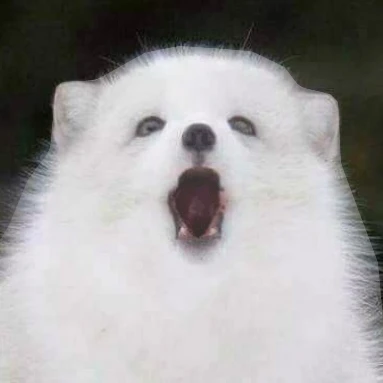 북극여우