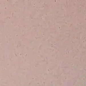 Profile image of 緋楽木シオン