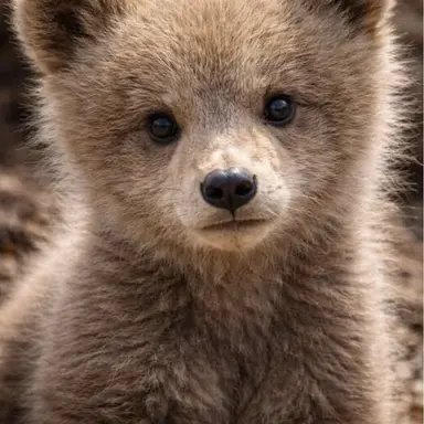 Profile image of Clover