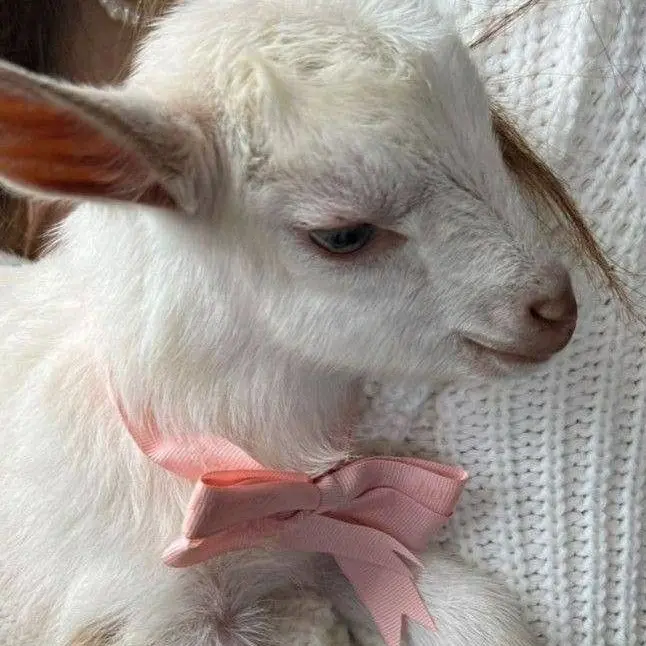 webtoon_의 백사헌