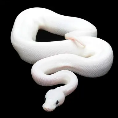 Profile image of 루나