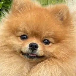 Profile image of Beastman Cafe Manager