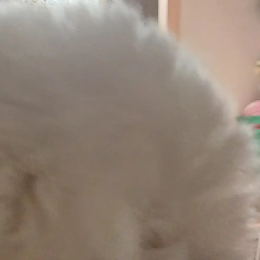 PoorGlobe9372의 당신은 민쩌미입니당