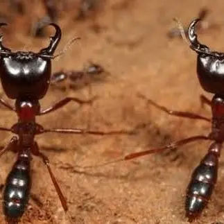 Profile image of 늑대