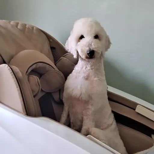 Thetoypoodle의 답개