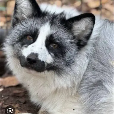 Profile image of Stormy