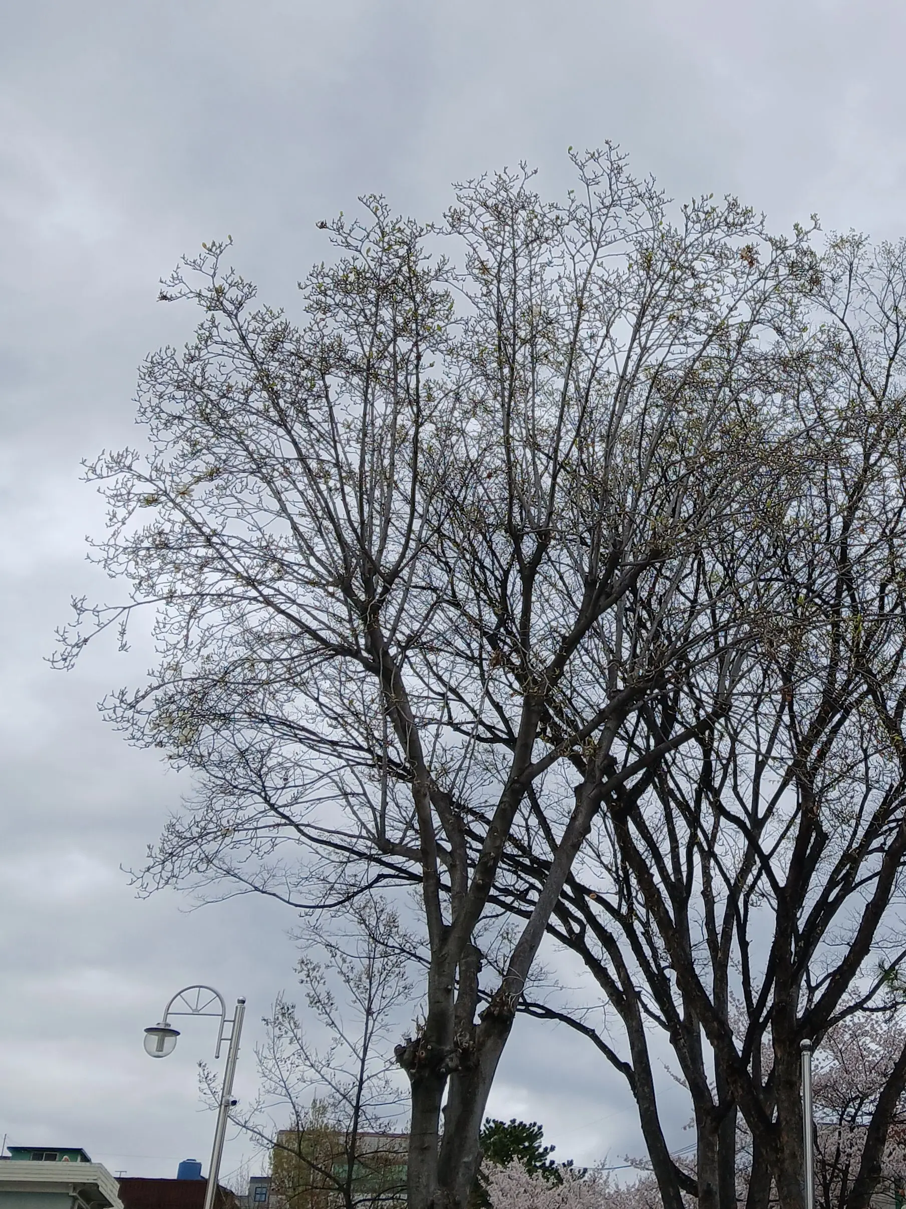 GreedyFrond2742의 메이드 카페~