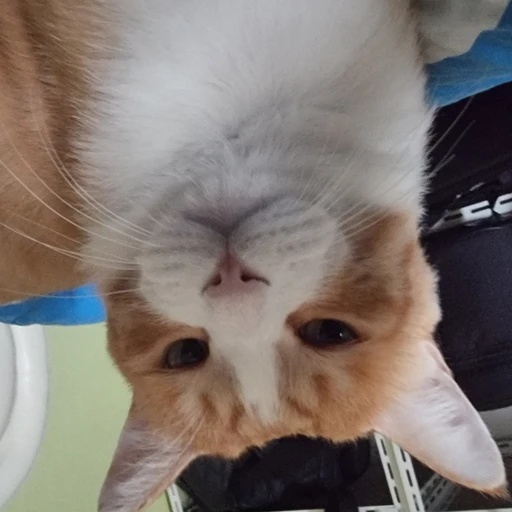 라떼(고양이)