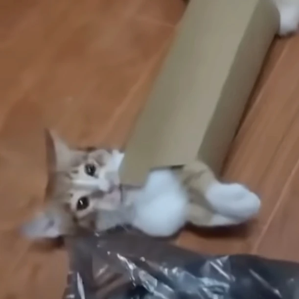 토끼