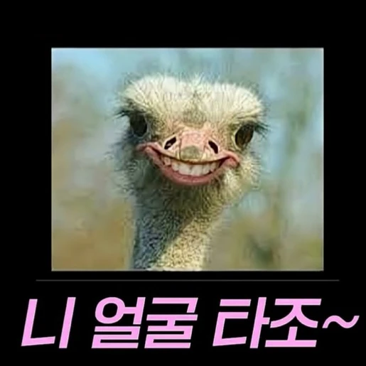 2500렙 타조