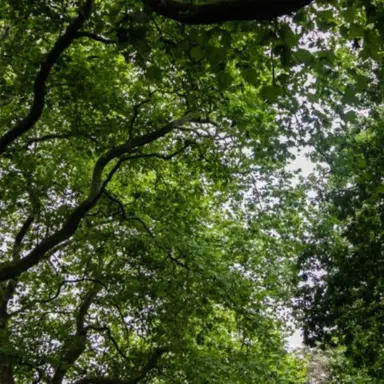 Profile image of 공룡