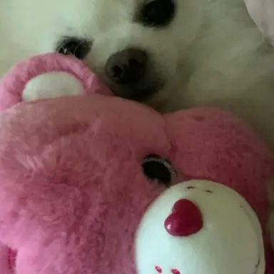 Profile image of 이정효