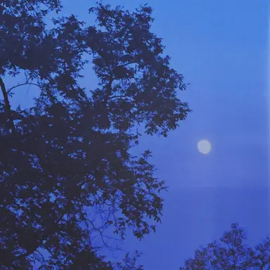 Profile image of 갈레리안